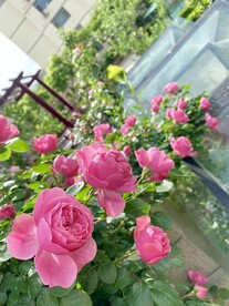 月季花