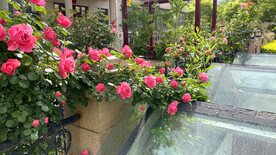 月季花