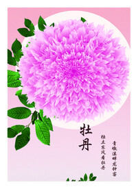 牡丹花