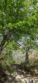 上山台阶