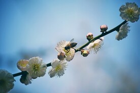 蜜蜂