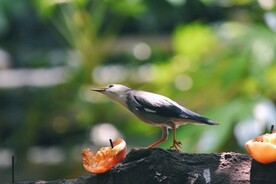 丝光椋鸟