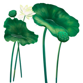 莲花 荷花 
