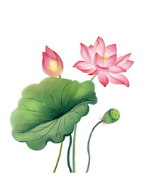 莲花 荷花 