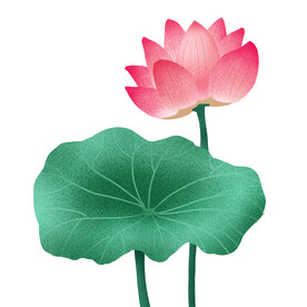莲花 荷花