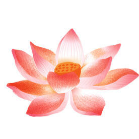 莲花 荷花 
