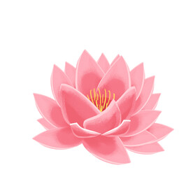 莲花 荷花 