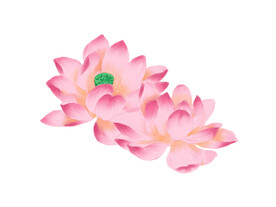 莲花 荷花 
