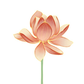 莲花 荷花 