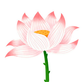 莲花 荷花