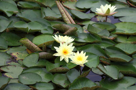 白色睡莲花