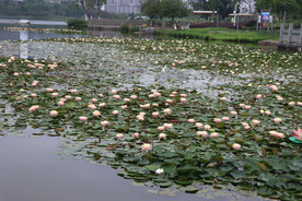 爱莲湖睡莲