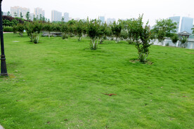公园绿草地