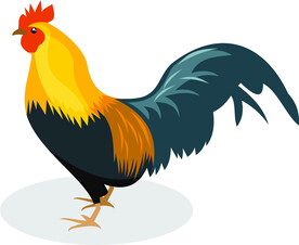 公鸡