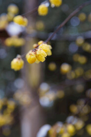 蜡梅