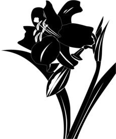 兰花