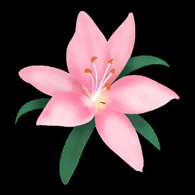 百合花