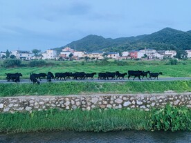 新农村 田园风光 