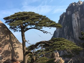 黄山迎客松