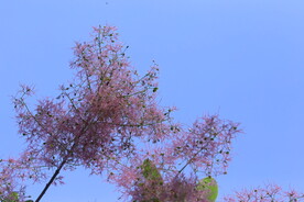 黄栌花 