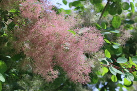 黄栌花 