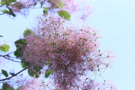 黄栌花 
