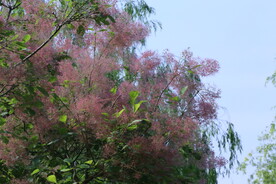 黄栌花