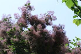 黄栌花