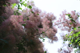 黄栌花