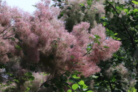 黄栌花 