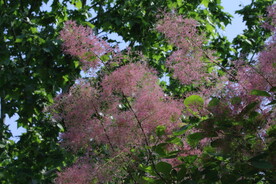 黄栌花 