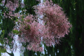 黄栌花 