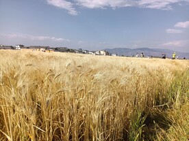 喜洲麦田