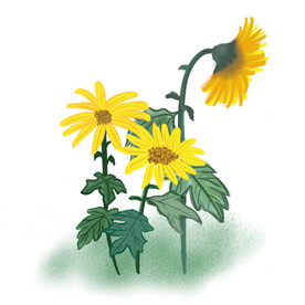  菊花