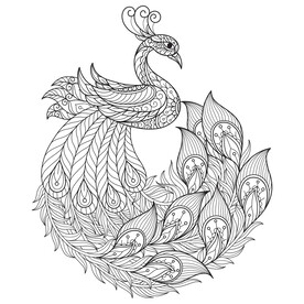 孔雀线稿