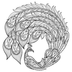 孔雀线稿