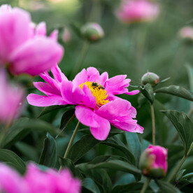 芍药
