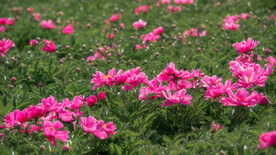芍药 
