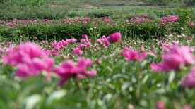 芍药