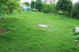 公园绿草坪