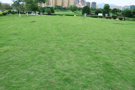 公园绿草坪