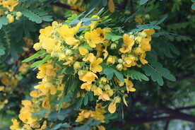 黄槐决明花