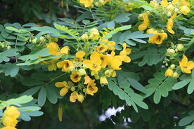 黄槐决明花
