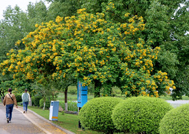 黄槐决明花