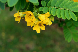 黄槐决明花