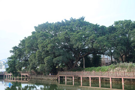 大榕树 