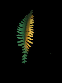 蕨类植物插画素材