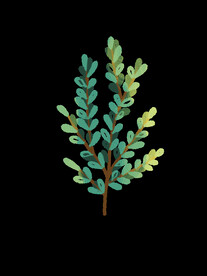 蕨类植物插画素材