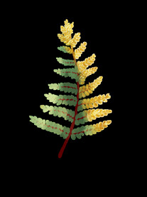 蕨类植物插画素材