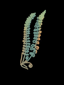 蕨类植物插画素材